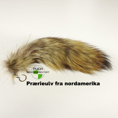 Ulve hale fra Prærieulv fra nordamerika med nøglering